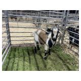 ARBY3734 TRI COLORED BUCK 48# P31