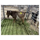 ARBY3506 TRI COLORED BUCK 73# P31