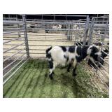 ARBY3511 BLK WHITE REGISTERED BUCK 83# P33