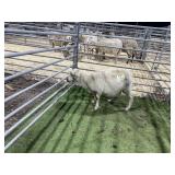 AR5S99XX209 WHITE EWE 38# P9