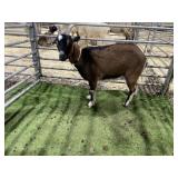 ARBP7759 BROWN BLK DOE 53# P10