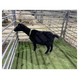 ARBY3438 BLK DOE 53# P10