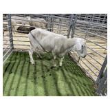 GA9660141 WHITE EWE 155# P11