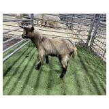 ARBY3851 TRI COLORED WETHER 24# P10