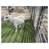 ARBY3437 WHITE DOE 39# P10