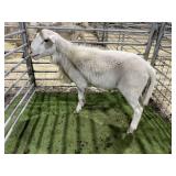 ARBY3854 WHITE RAM 98# P11