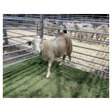 AR5S99XX 220 RED WHITE EWE 52# P9