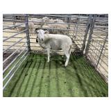 ARBY3852 WHITE EWE 81# P11