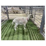 ARCA1423 TAN DOE 28# P10