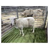 ARBY3853 WHITE EWE 119# P11