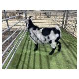 ARBY3845 BLK WHITE WETHER 48# P8