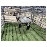 ARBY3850 TRI COLORED WETHER 26# P10