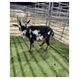 ARBY3846 BLK WHITE DOELING 34# P8