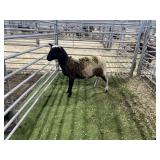 ARBY3519 BROWN EWE EXPOSED 51# P34