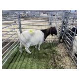 ARBY3521 TRADITIONAL NANNY 115# P35