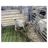 ARBY3527 TRI COLOR BUCKLING 48# P30