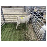 ARBY3528 WHITE BUCK 52# P30