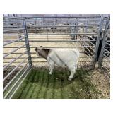 ARBY3522 TRI COLORED BUCK 64# P30