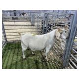 ARBDG0182 WHITE NANNY 130# P30