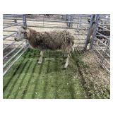 ARBY3517 WHITE RAM 84# P34