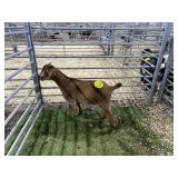 ARBY3524 RED DOE 34# P30