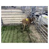 ARBY3525 RED DOE 27# P30