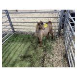 ARBY3530 BROWN BUCK 31# P30