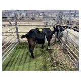 ARBY3520 DAPPLED NANNY 141# P30