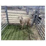 ARBY3523 TAN DOE 39# P30