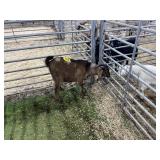 ARBY3529 BROWN BUCK 46# P30