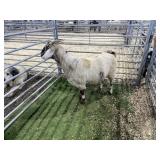 ARBY3526 TRI COLOR DOE  121# P30