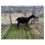 ARBY3516 BLK RAM 99# P34