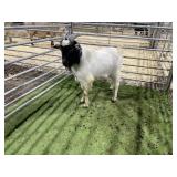 ARBY3863 WHITE/BLACK BUCK 66 # P13