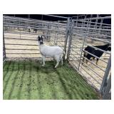 ARBY3868 WHITE/BLACK DOELING  28# P13