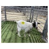 ARBY3871 WHITE/RED DOELING 22 # P13
