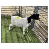 ARBY3866 WHITE/BLACK DOE  43#  P13