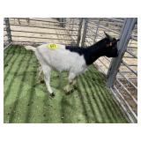 ARBY3862 BLK WHITE BUCK  42# P13