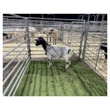 ARBY3864 WHITE/BLACK DOE 47# P13