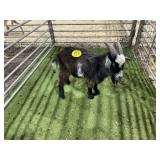 ARBY3398 TRI COLORED BUCK 38# P14