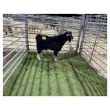 ARBY3867 TRI BUCK  57# P13