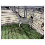 ARBY3869 TRI DOE  60#  P13