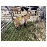 ARBY3554 TRI COLOR DOE 46# P39