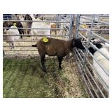 ARBY3562 BROWN EWE 50# P29