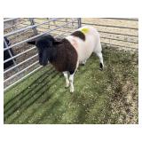 ARBY3557 TRI COLOR RAM 78# P29