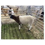 ARBY3563 TRI COLORED RAM 78# P29