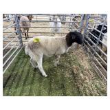 ARBY3564 WHITE RAM 67# P29