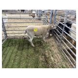ARBY3565 WHITE EWE 46# P29