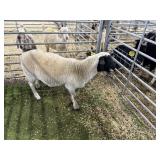 ARBY3556 WHITE BLK RAM 74# P29