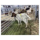 10EZ8413 TRADITIONAL DOE 49# P40