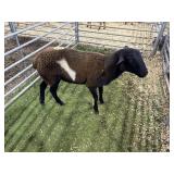 ARBY3558 TRI COLORED RAM 67# P29